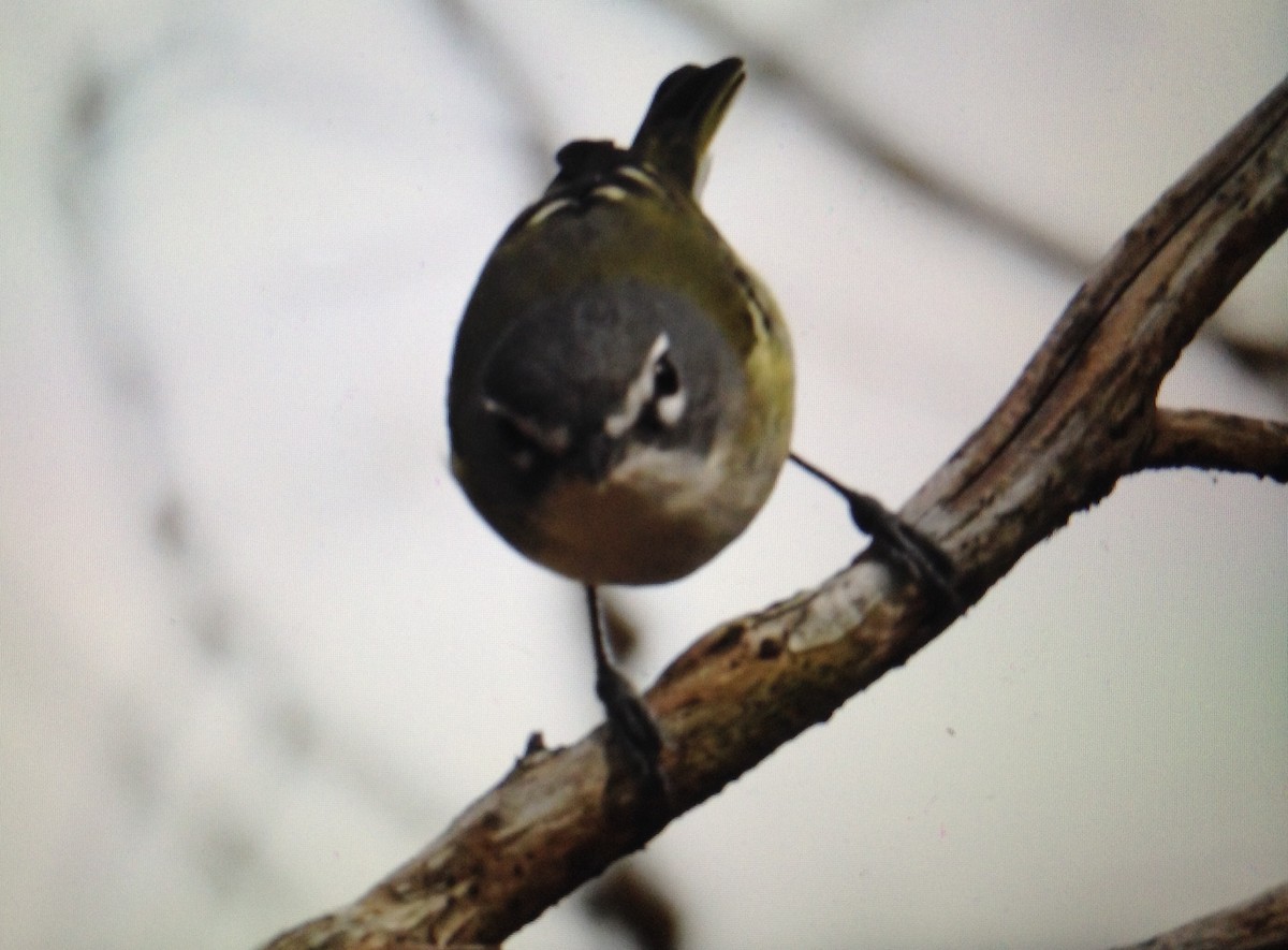 Blue-headed Vireo - ML134530181