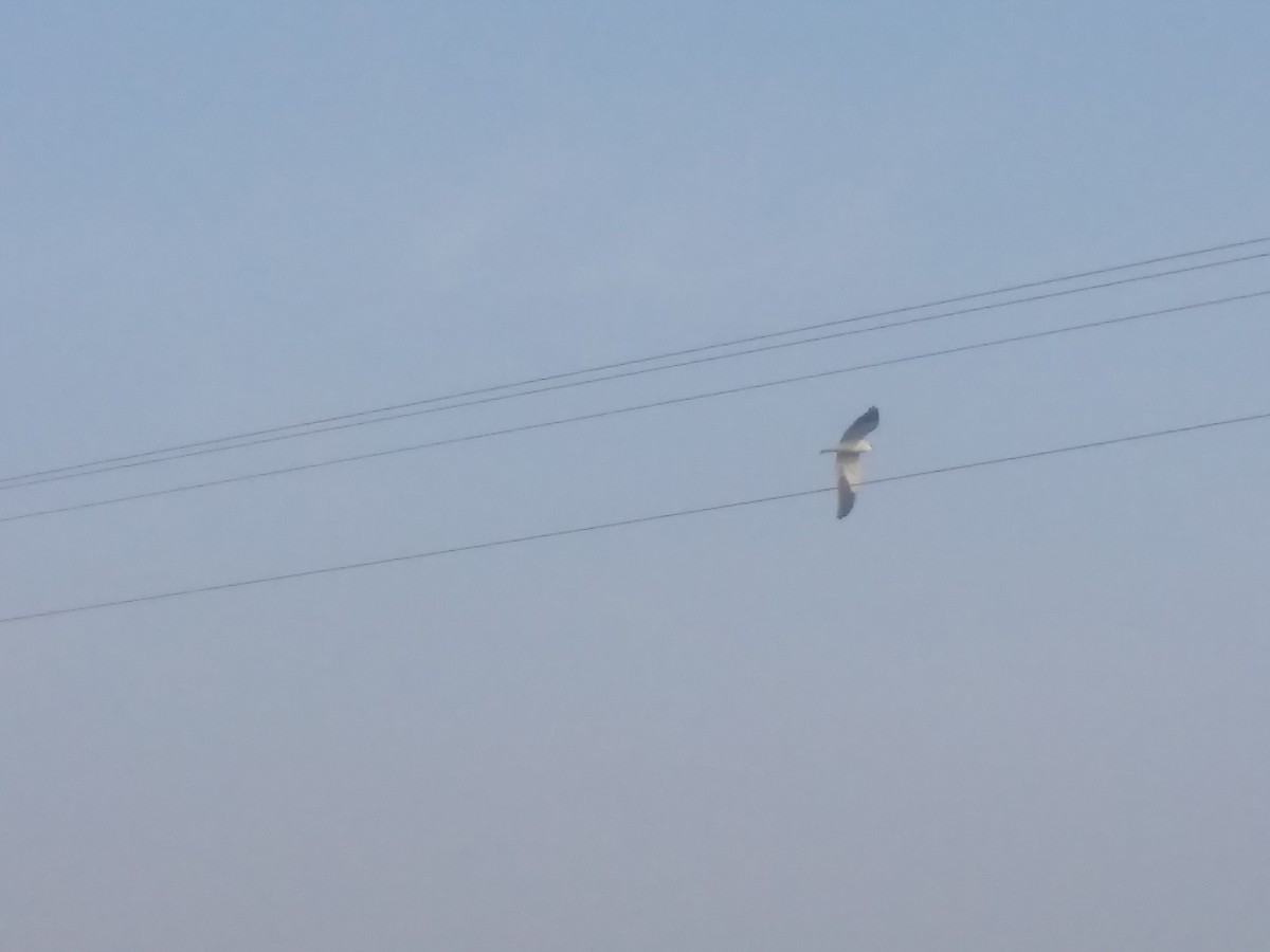 Black-winged Kite - ML134530541