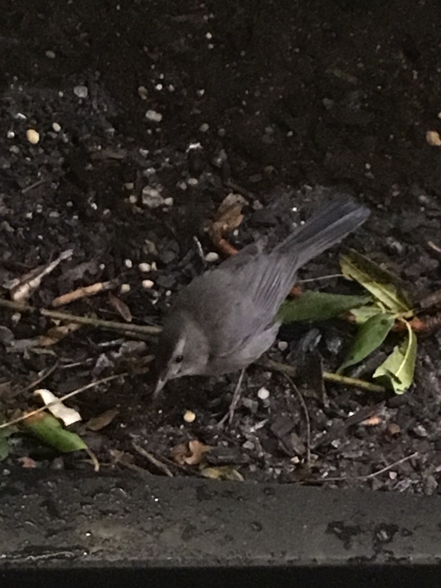 Gray Catbird - ML134530761