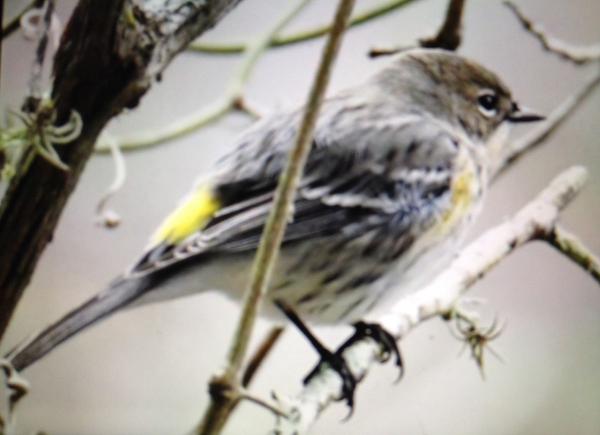 Yellow-rumped Warbler - Tom Huston