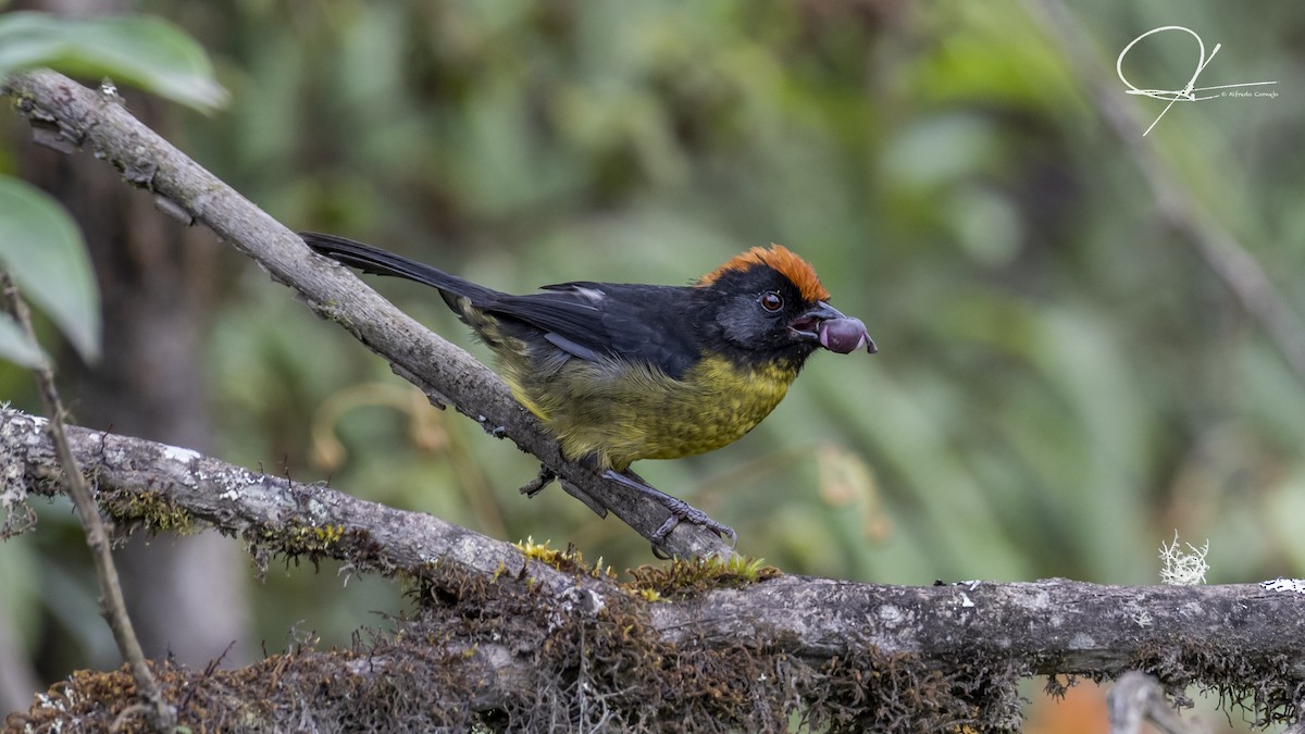 Black-faced Brushfinch - Alfredo Cornejo