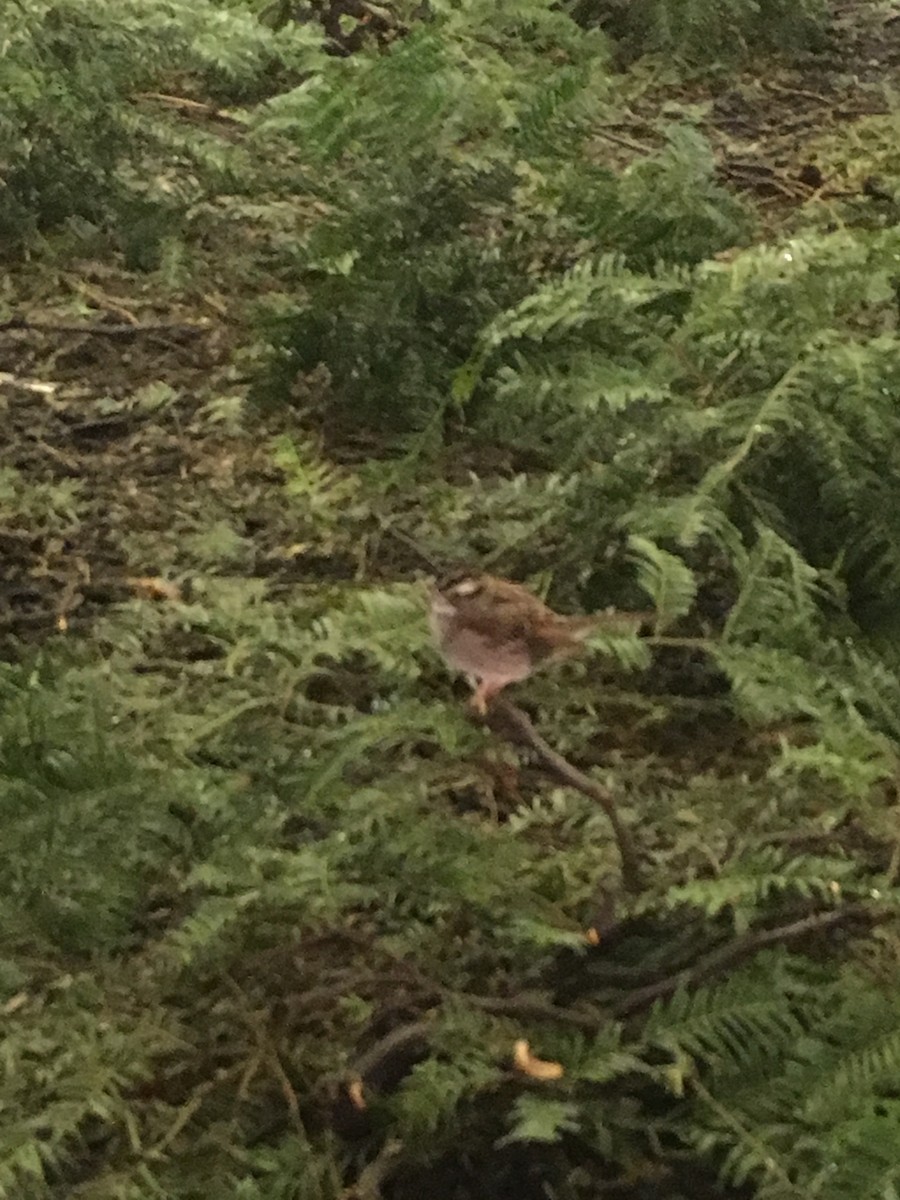 White-throated Sparrow - ML134531091