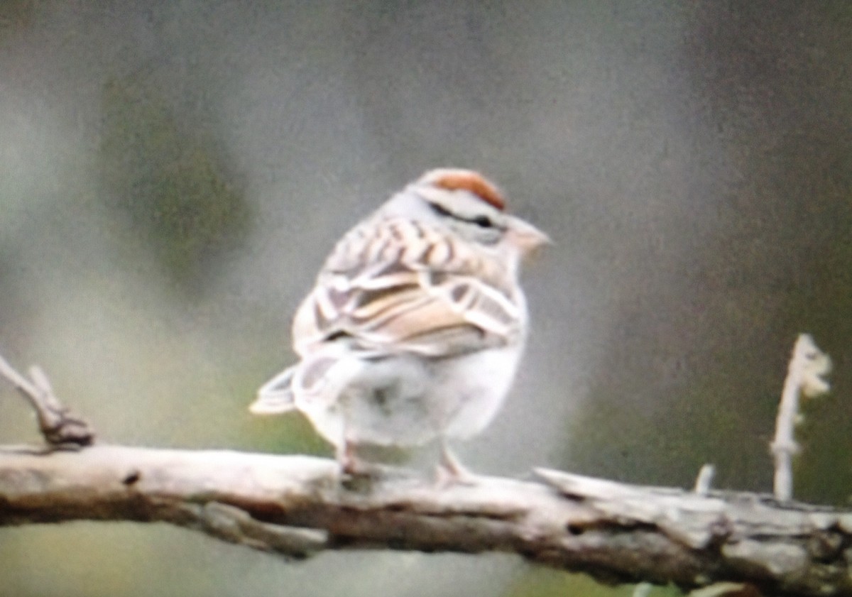 Chipping Sparrow - ML134531341