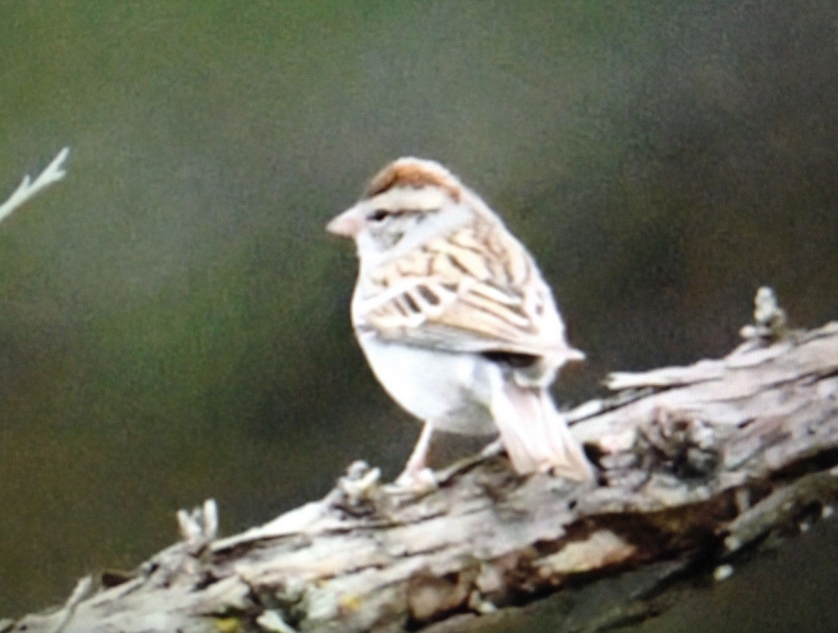 Chipping Sparrow - ML134531441