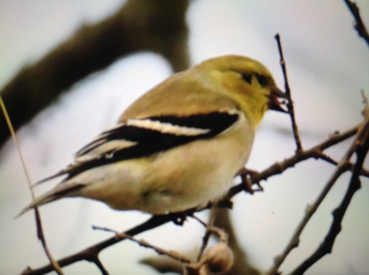 American Goldfinch - ML134532141