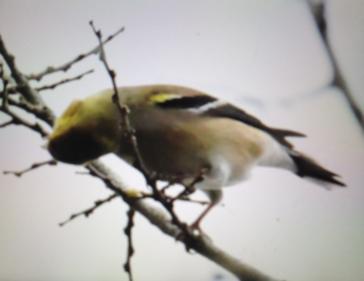 American Goldfinch - ML134532381