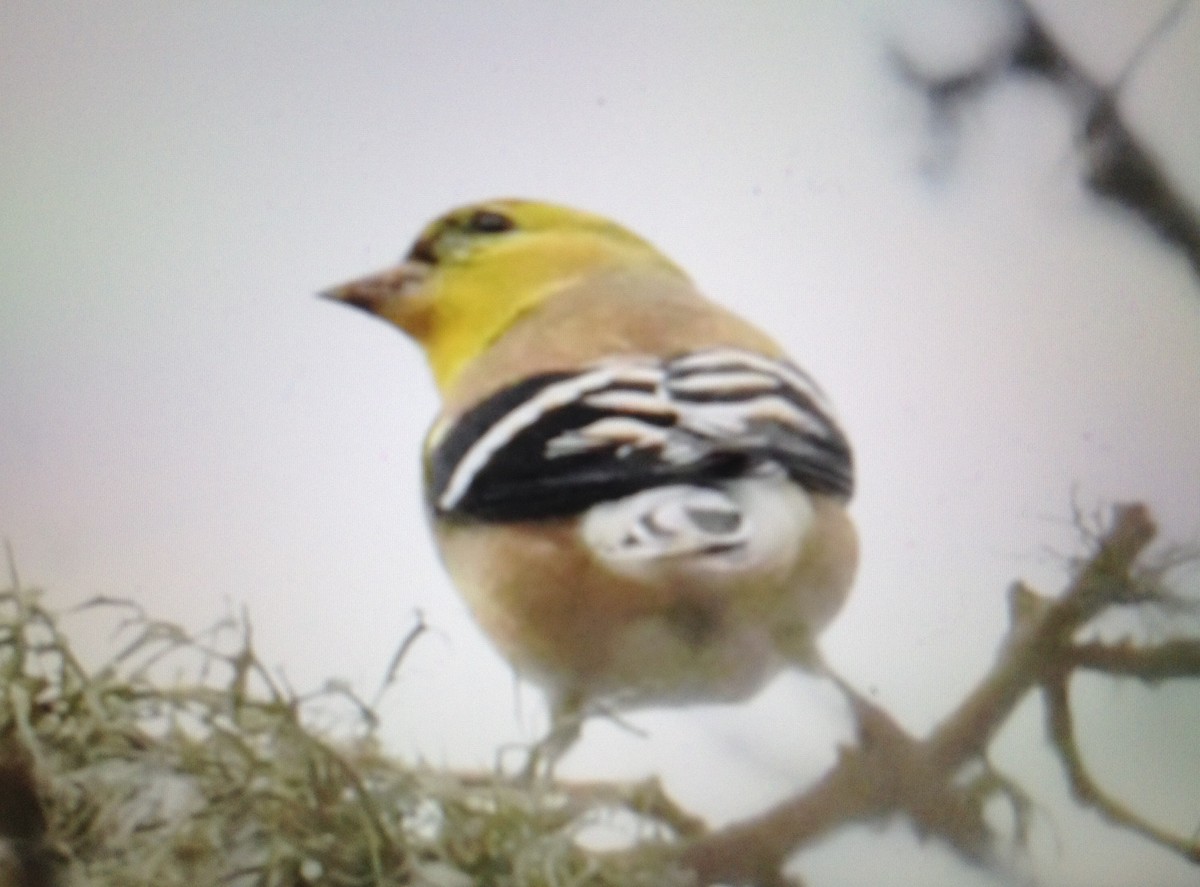 American Goldfinch - ML134532431