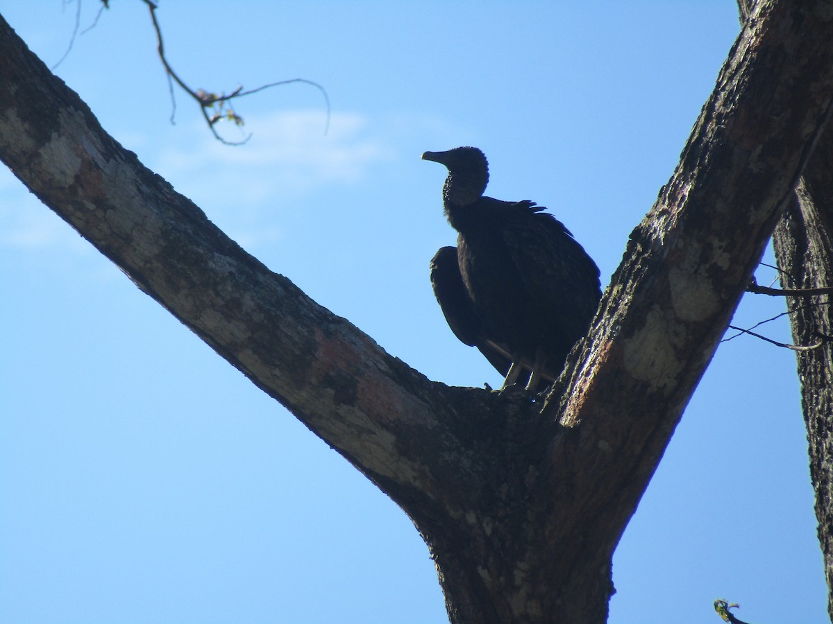 Black Vulture - ML134533381