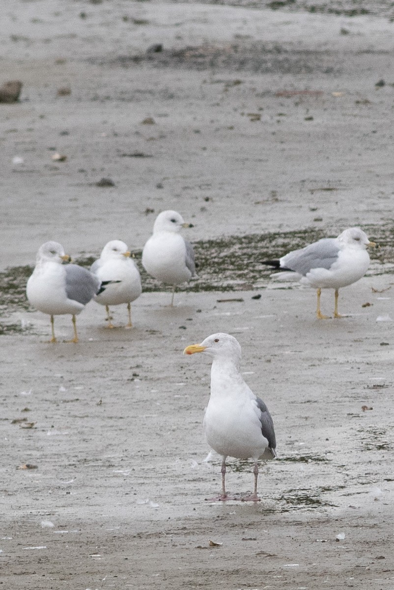 Short-billed Gull - ML134533521