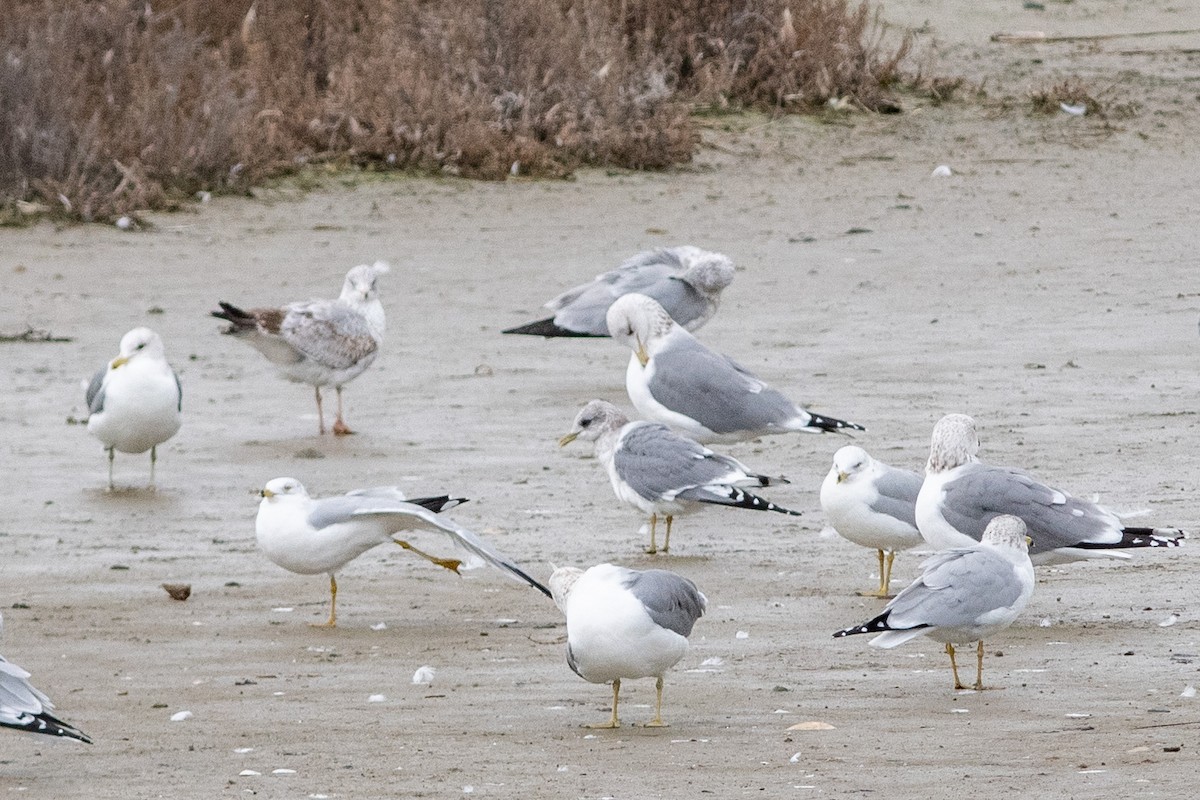 Short-billed Gull - ML134533531