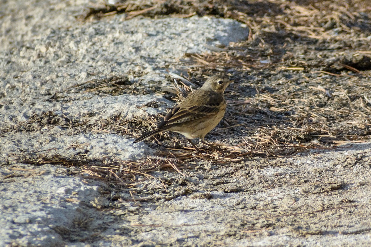 American Pipit - Steve  Harvey