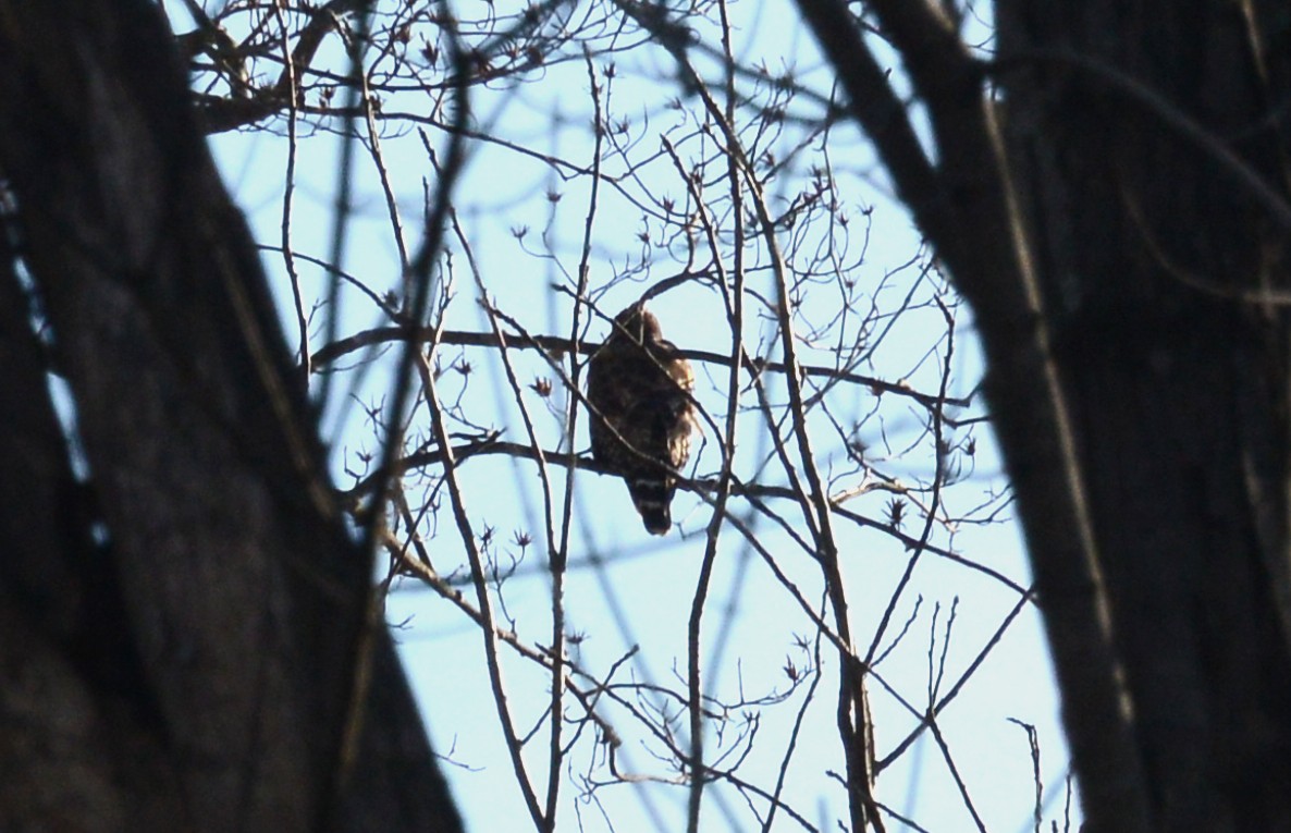 Red-shouldered Hawk - ML134535111