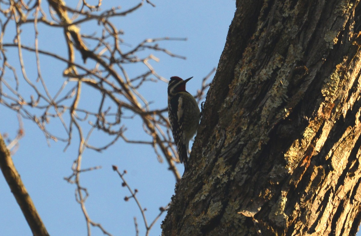 Yellow-bellied Sapsucker - ML134535241