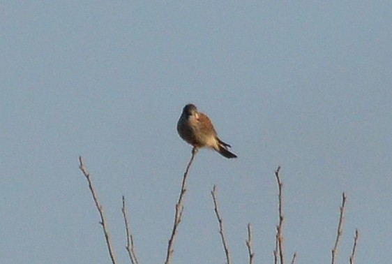 American Kestrel - ML134535291