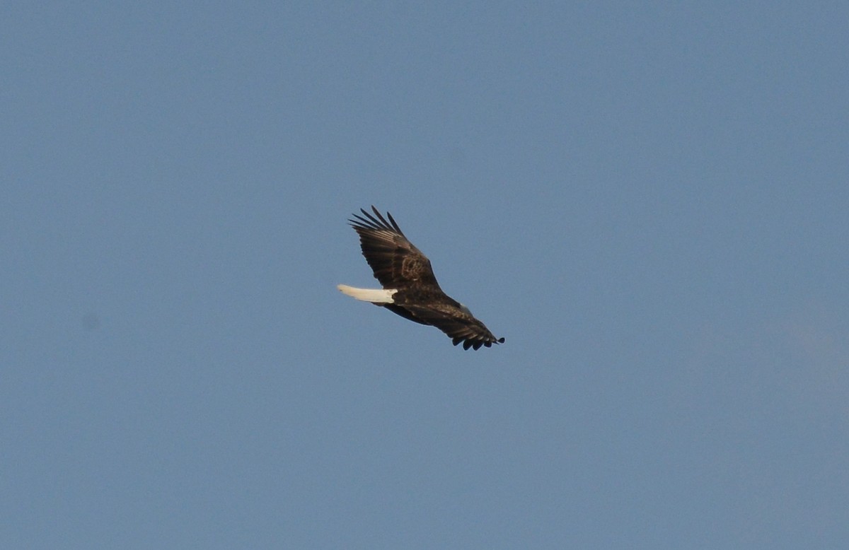 Bald Eagle - ML134535421