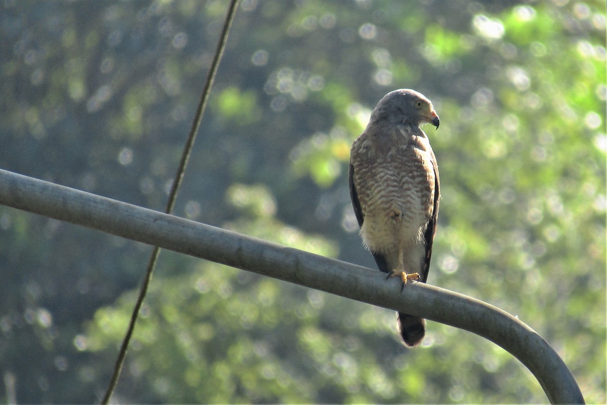 Roadside Hawk - ML134535981