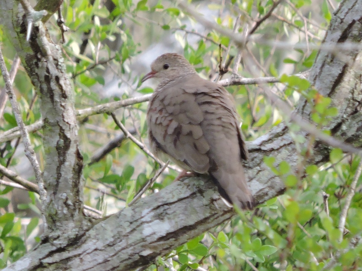 Common Ground Dove - ML134537311