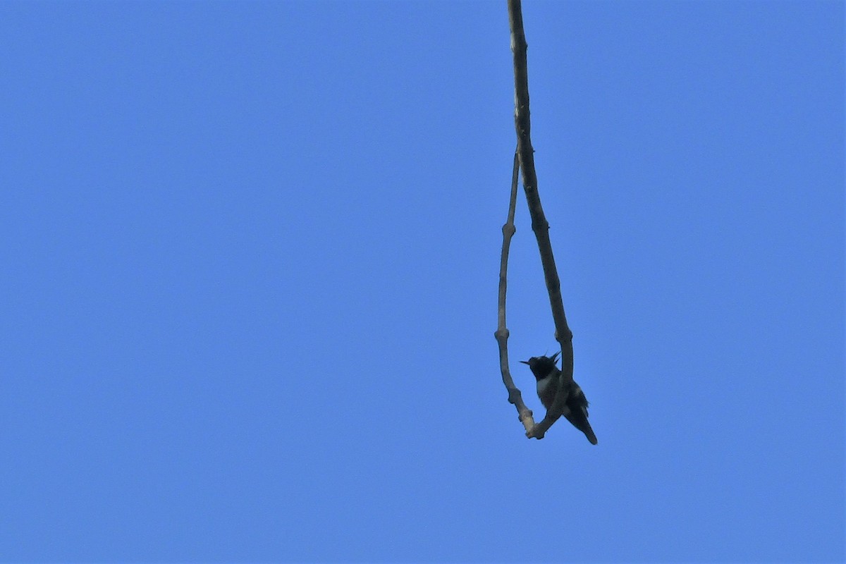 White-crested Coquette - ML134537891