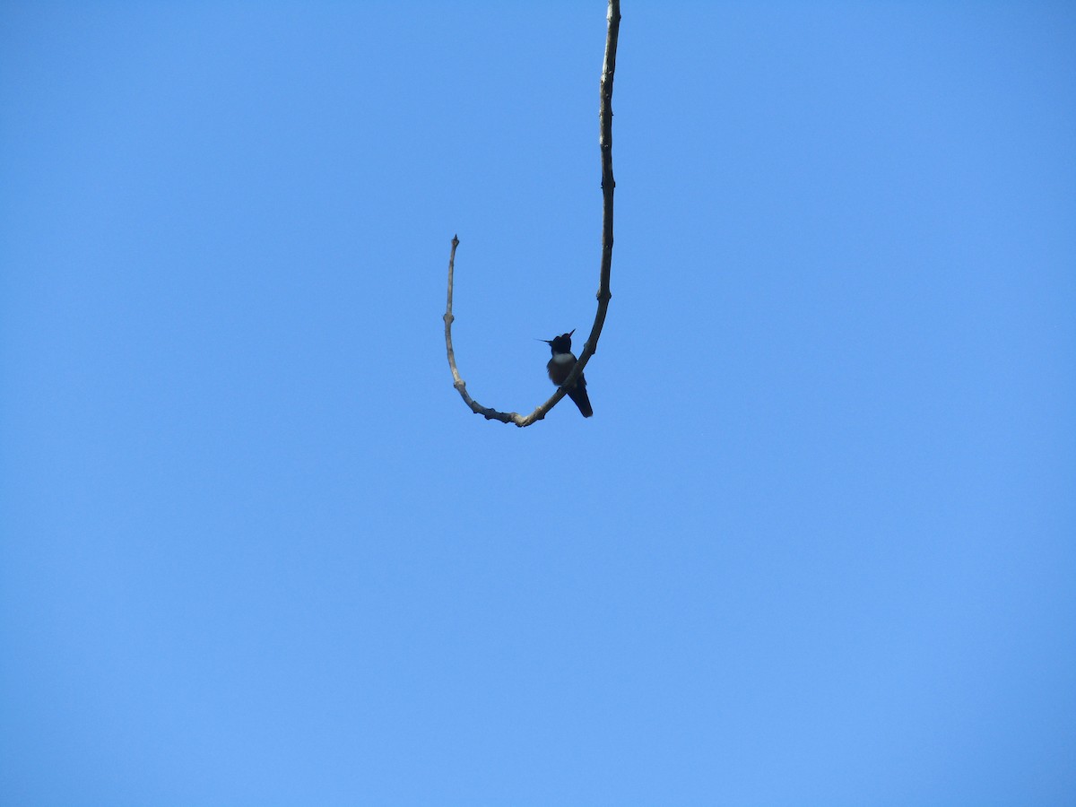 White-crested Coquette - ML134538051