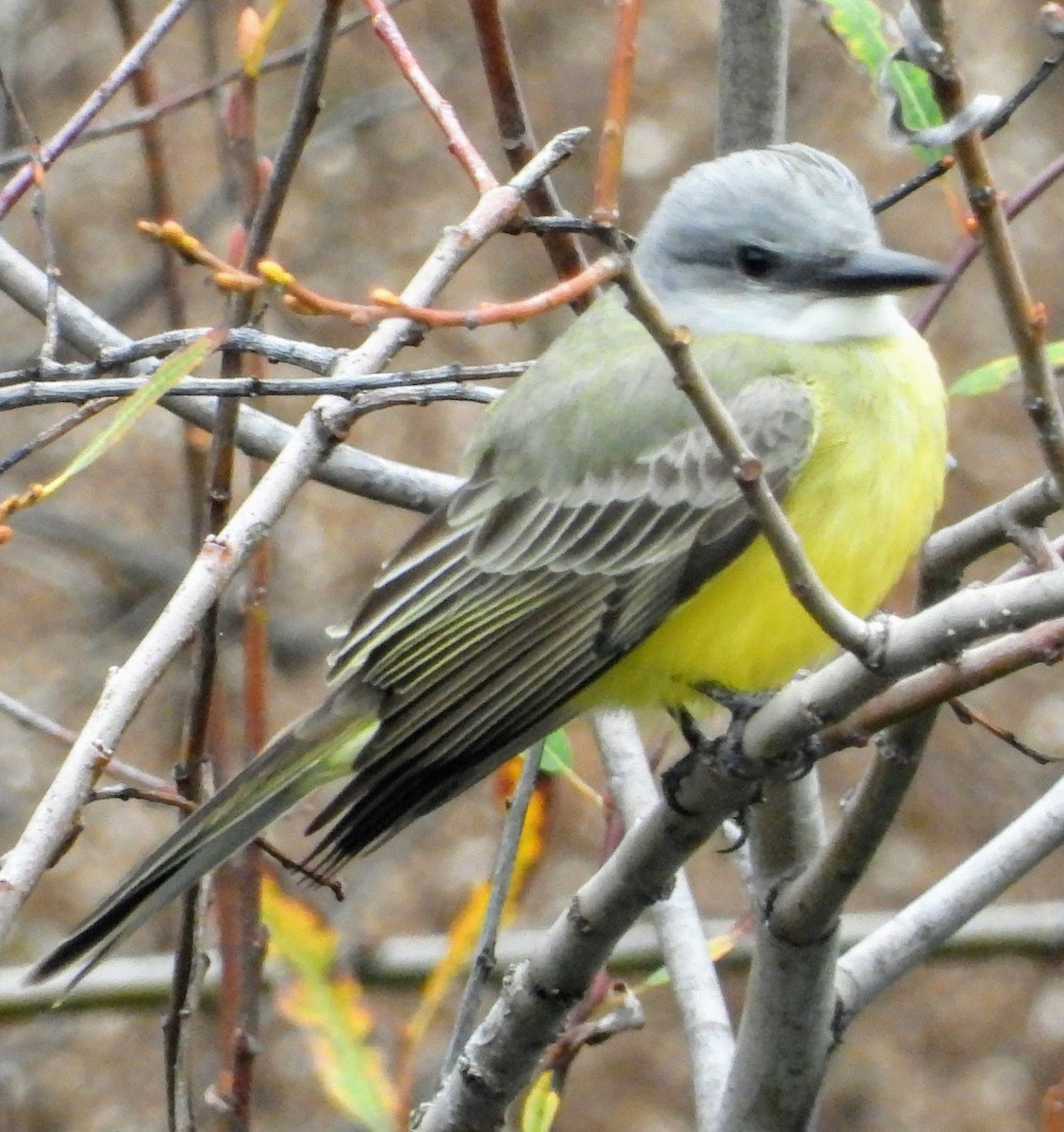 Tropical Kingbird - ML134538521