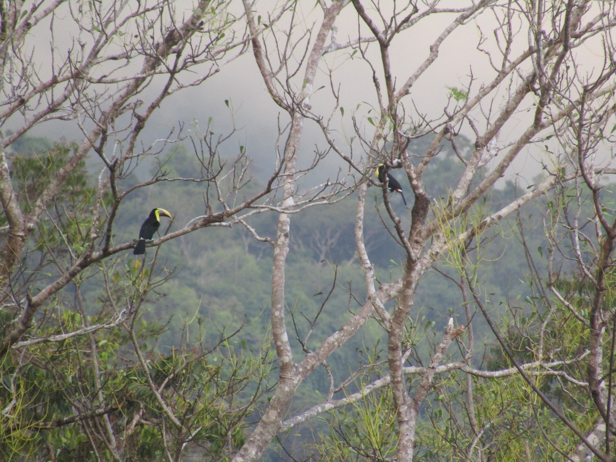 Yellow-throated Toucan (Chestnut-mandibled) - ML134539151