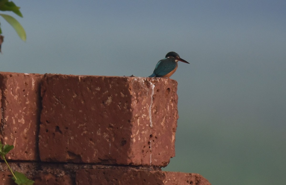 Common Kingfisher - ML134539171