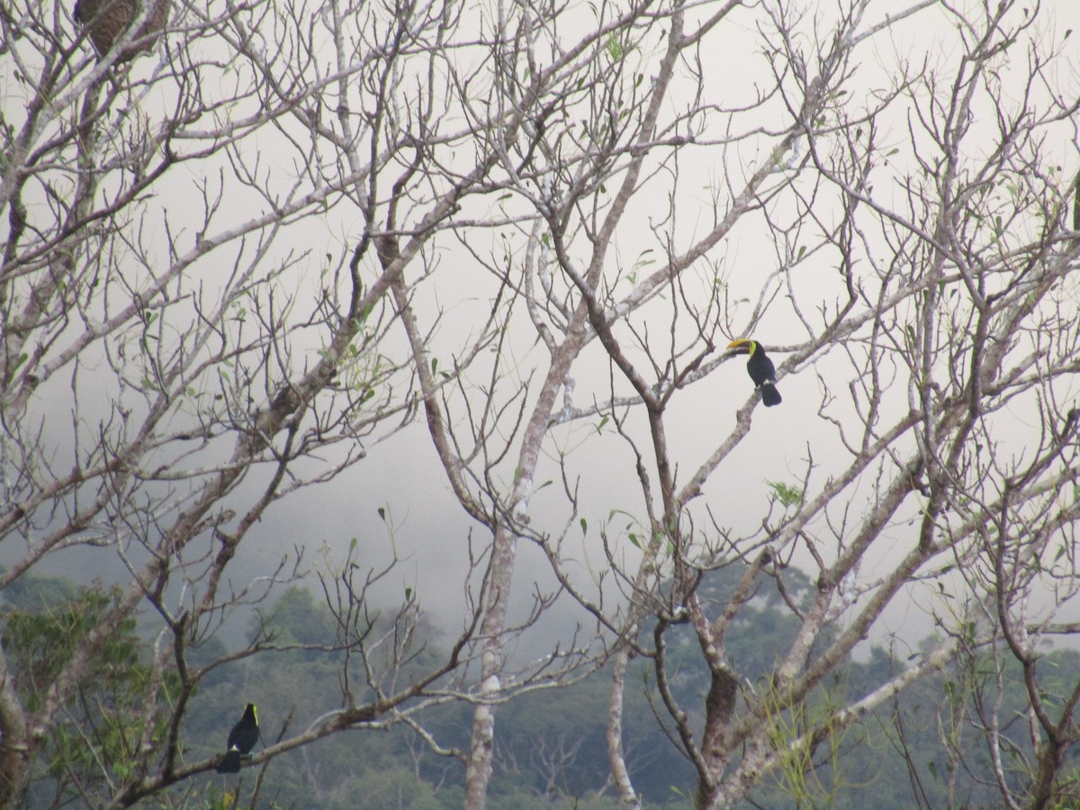 Yellow-throated Toucan (Chestnut-mandibled) - ML134539211