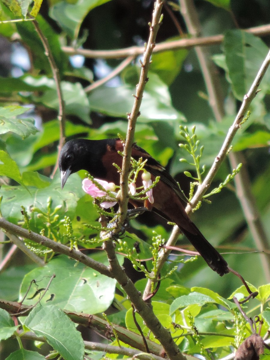Orchard Oriole - ML134539621