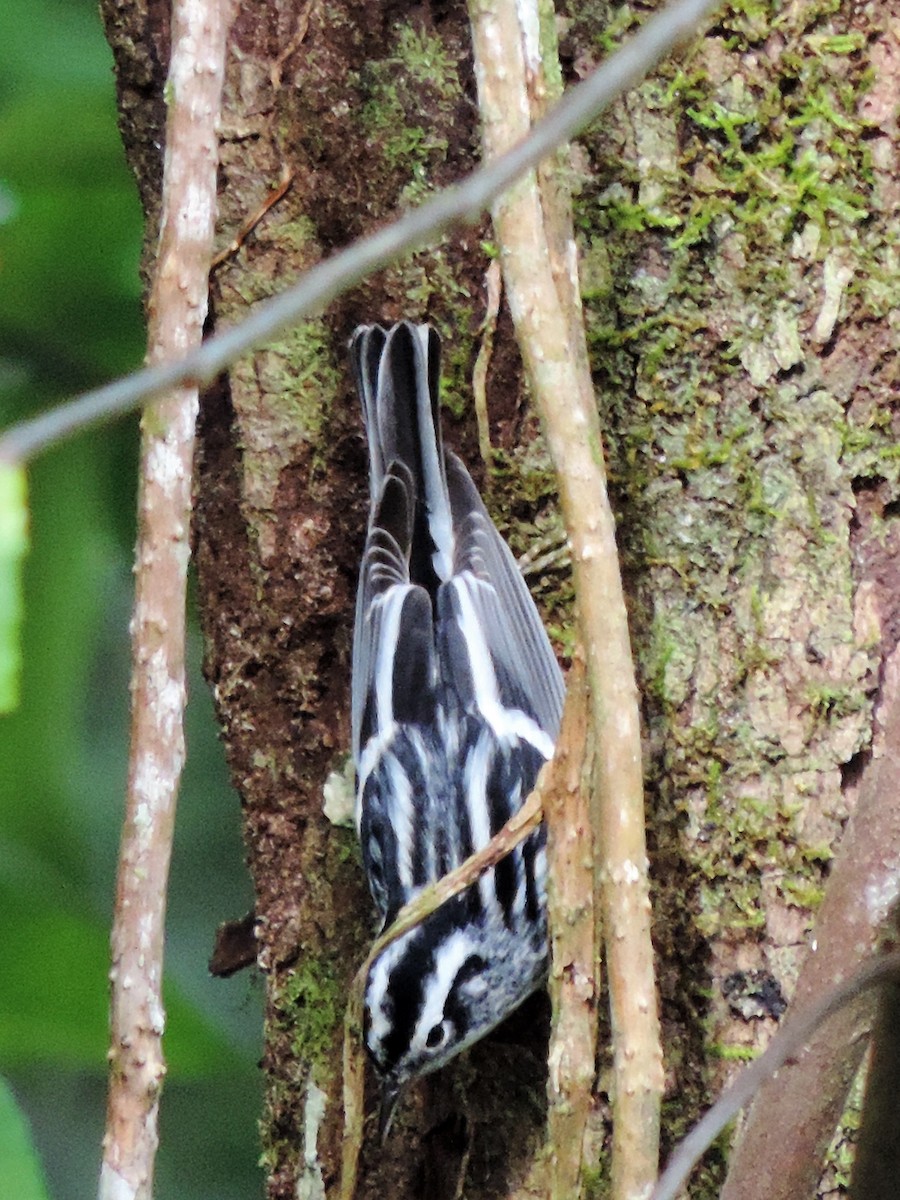 Black-and-white Warbler - ML134539671