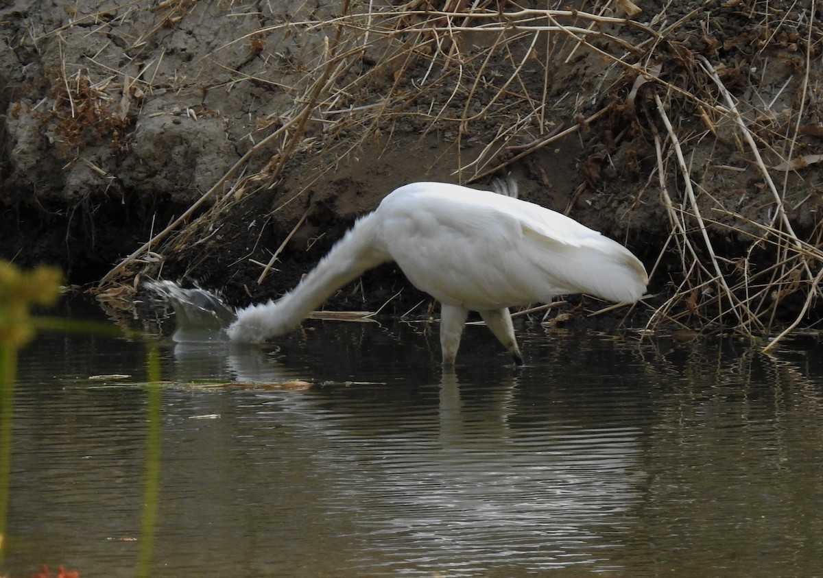 Great Egret - Bill Pelletier