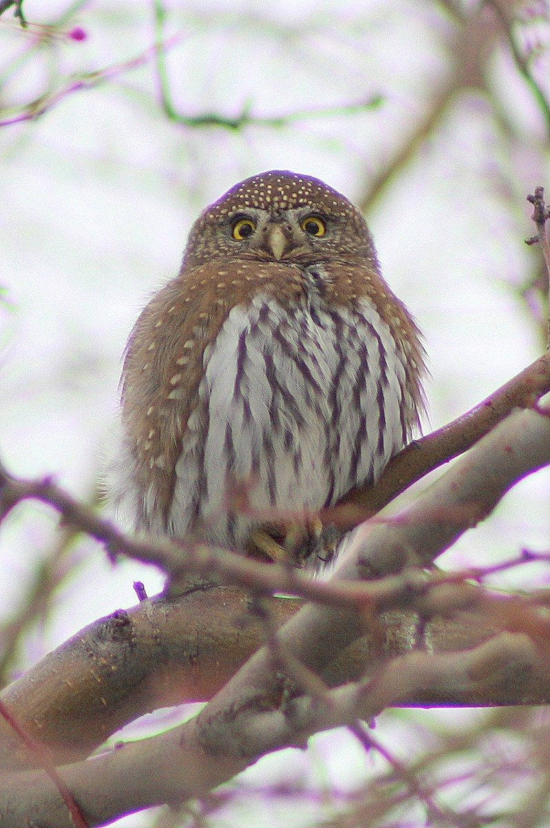 Northern Pygmy-Owl - ML134541381