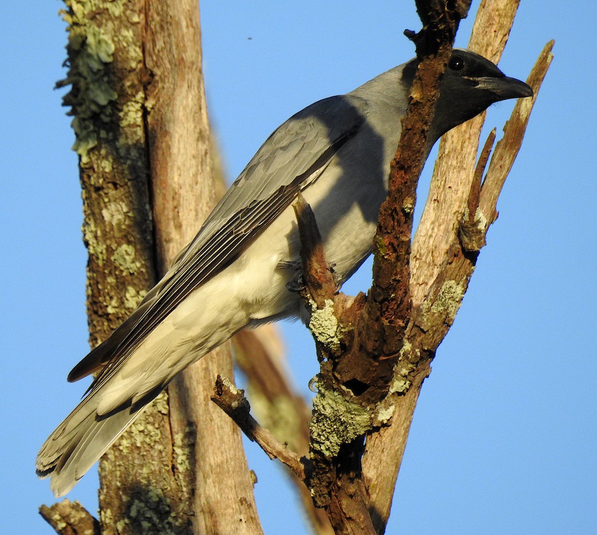 Schwarzgesicht-Raupenfänger - ML134541791
