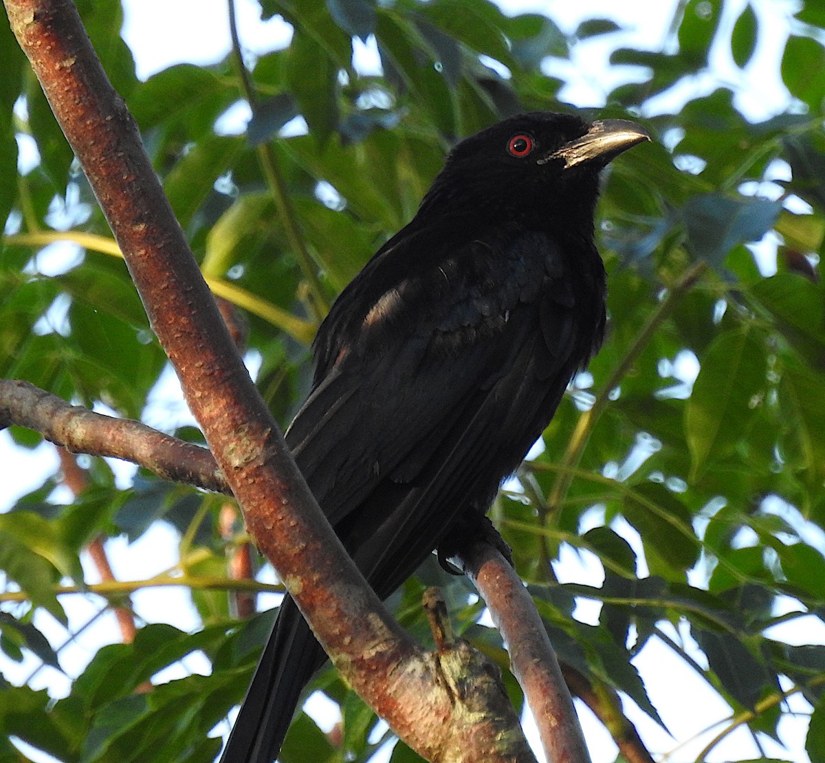 Glanzfleckdrongo - ML134542111