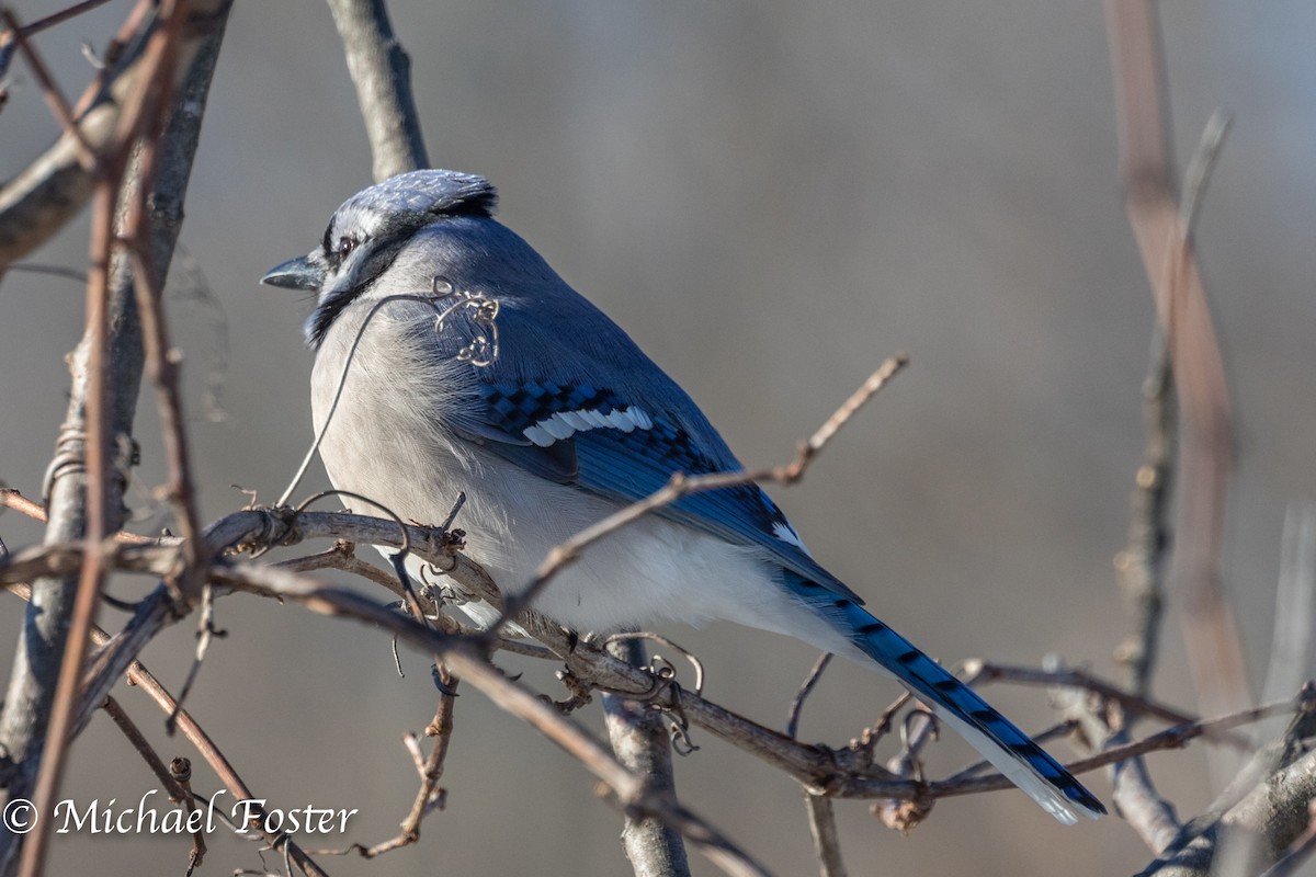 Blue Jay - ML134542851