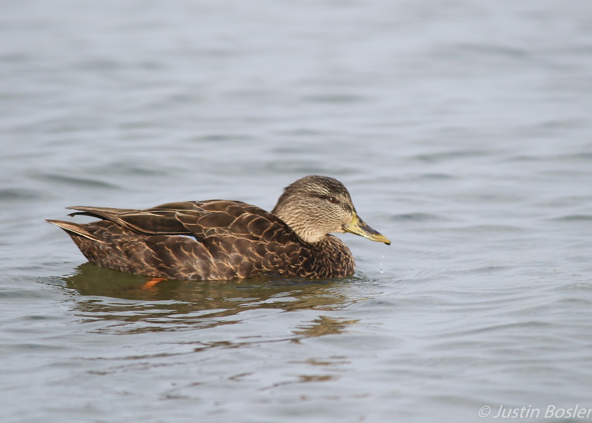 American Black Duck - ML134544591