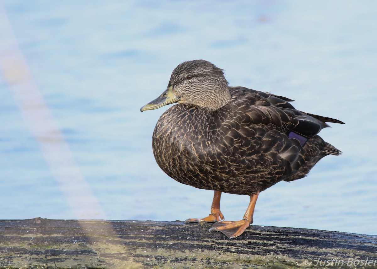 Canard noir - ML134544601