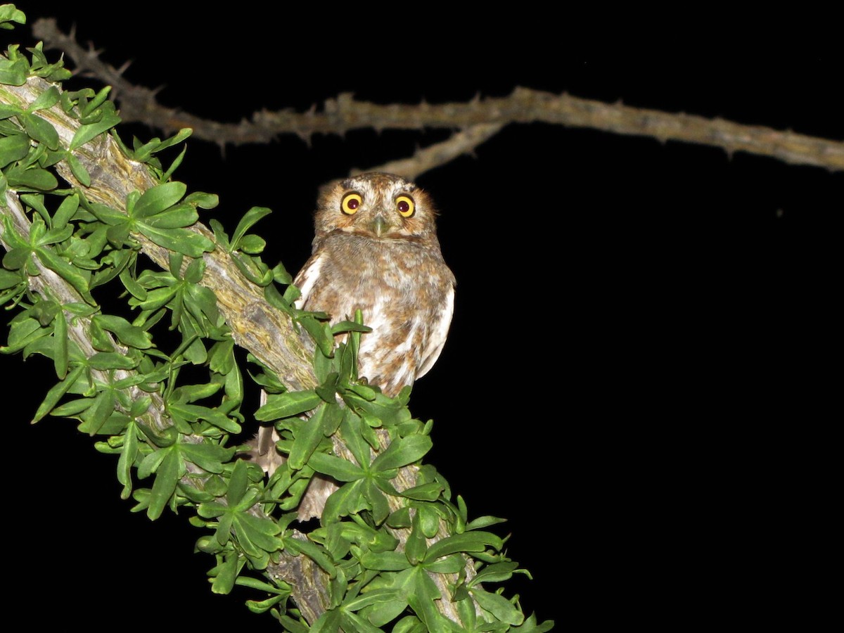 Elf Owl - ML134546081