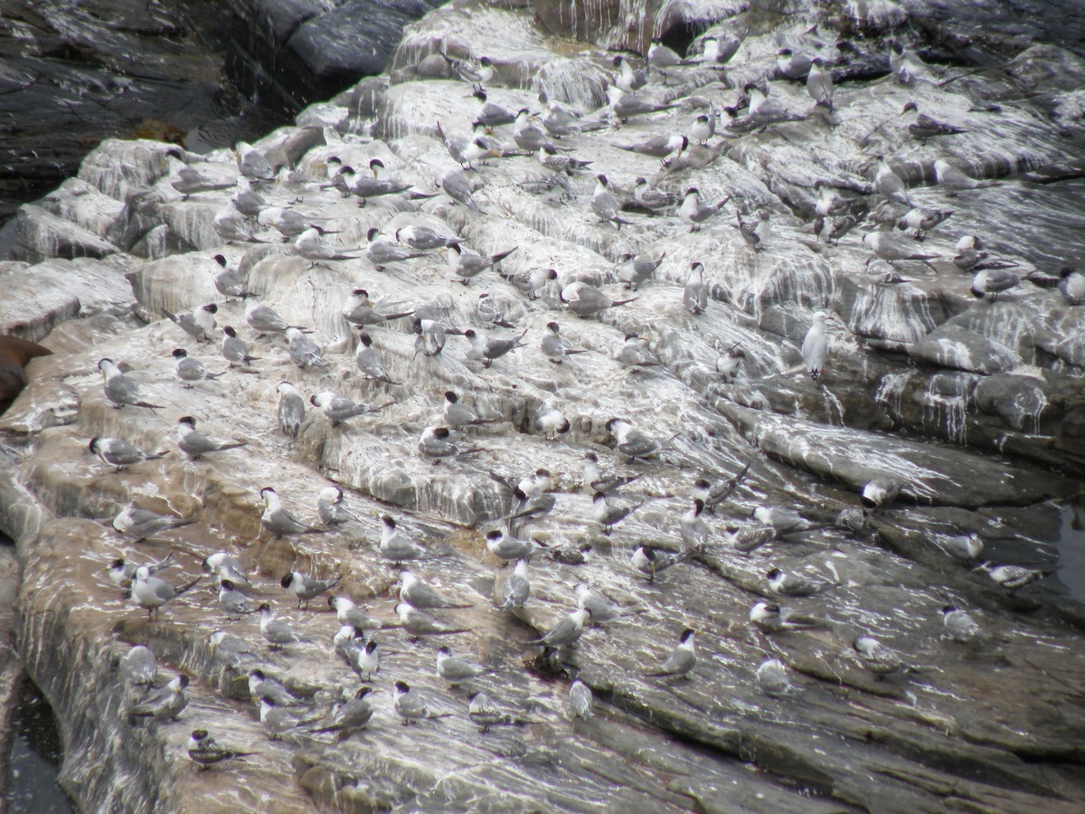 Great Crested Tern - DS Ridley