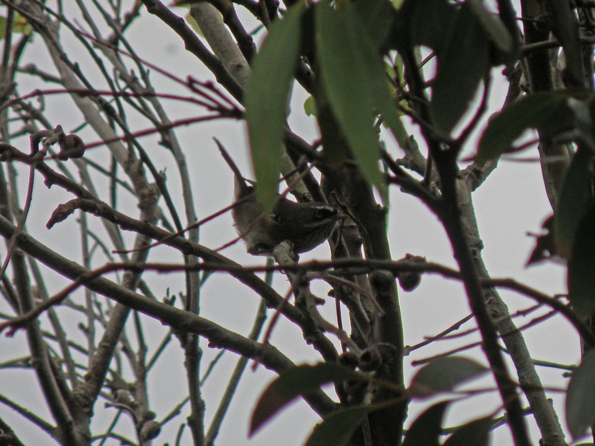 Spotted Scrubwren - DS Ridley