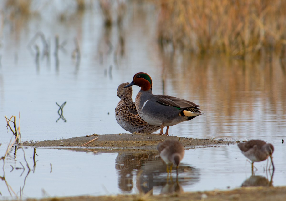 Sarcelle d'hiver (carolinensis) - ML134551031