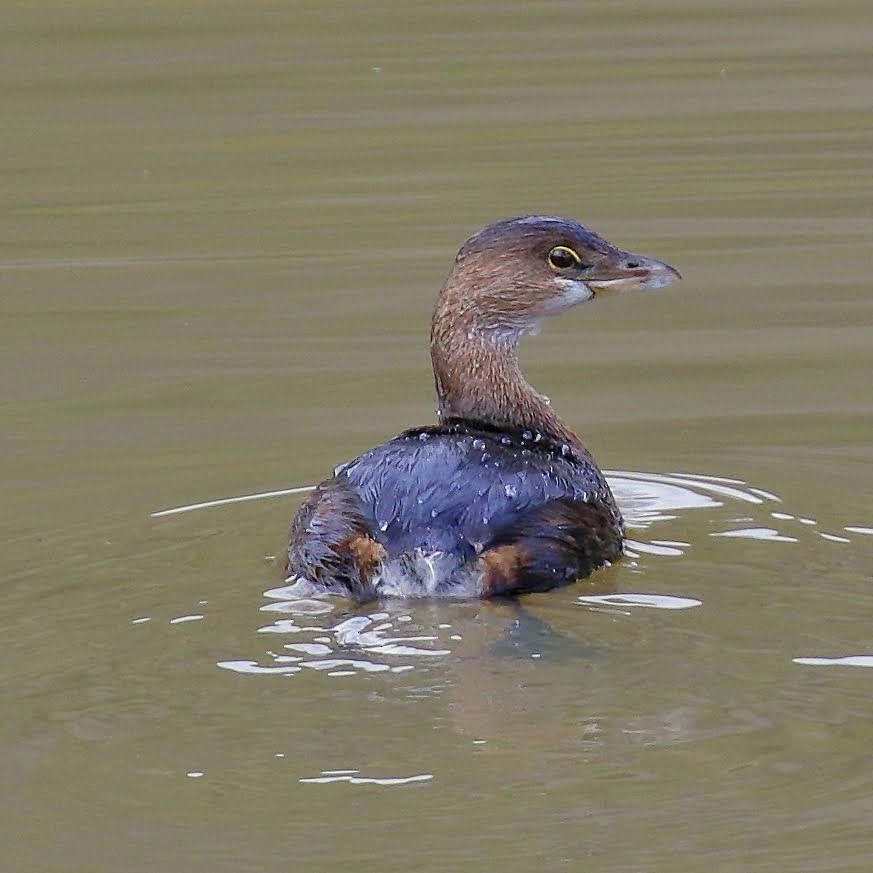 Pied-billed Grebe - ML134552011