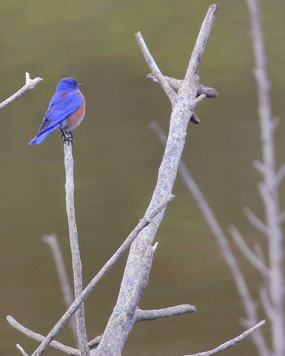 Western Bluebird - ML134552321