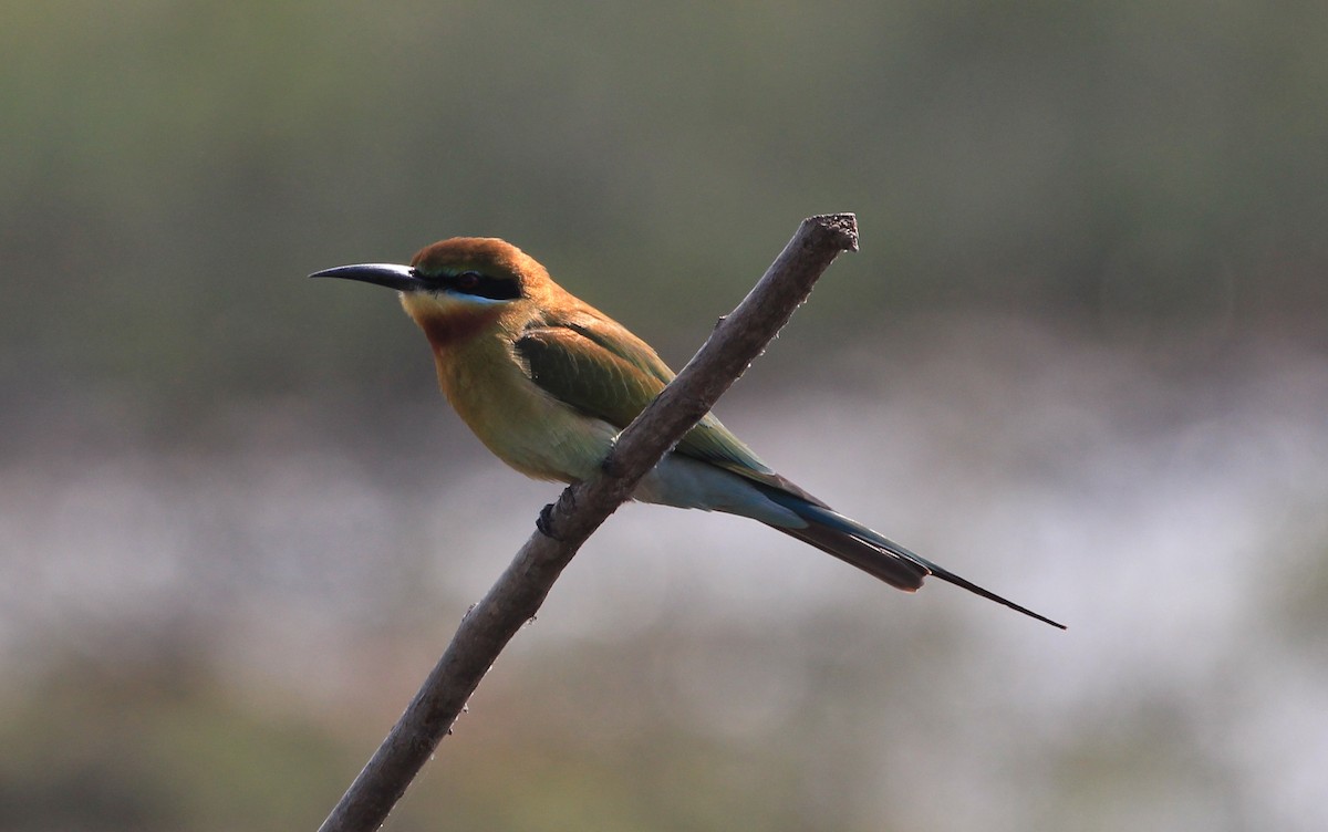 Blue-tailed Bee-eater - ML134555591