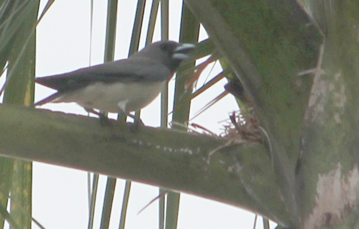 White-breasted Woodswallow - ML134555681