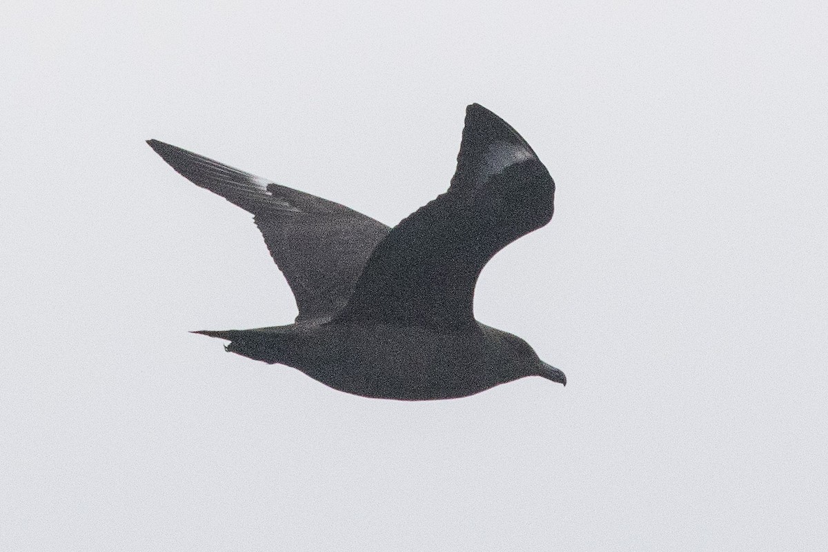 Great Skua - Eric VanderWerf