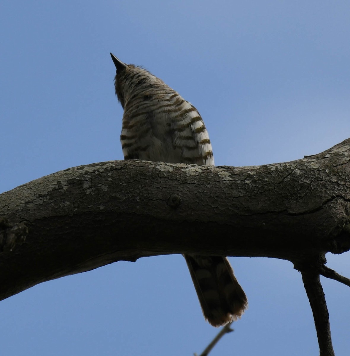 Shining Bronze-Cuckoo - Roy Burgess