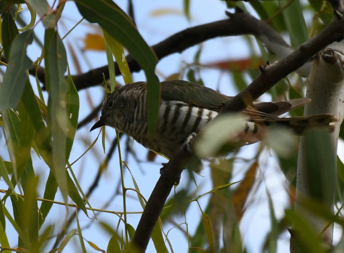 Shining Bronze-Cuckoo - ML134555981