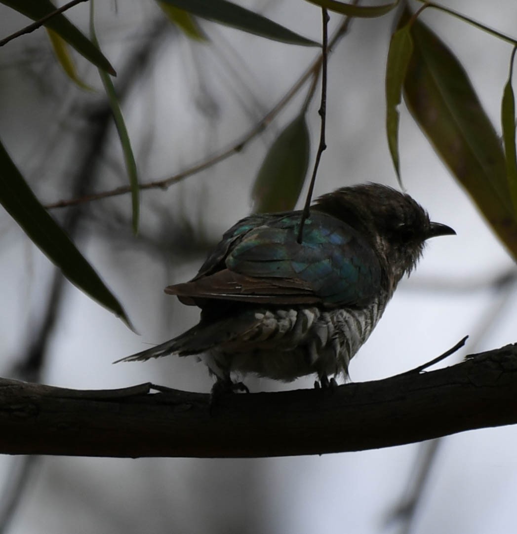 Shining Bronze-Cuckoo - ML134555991