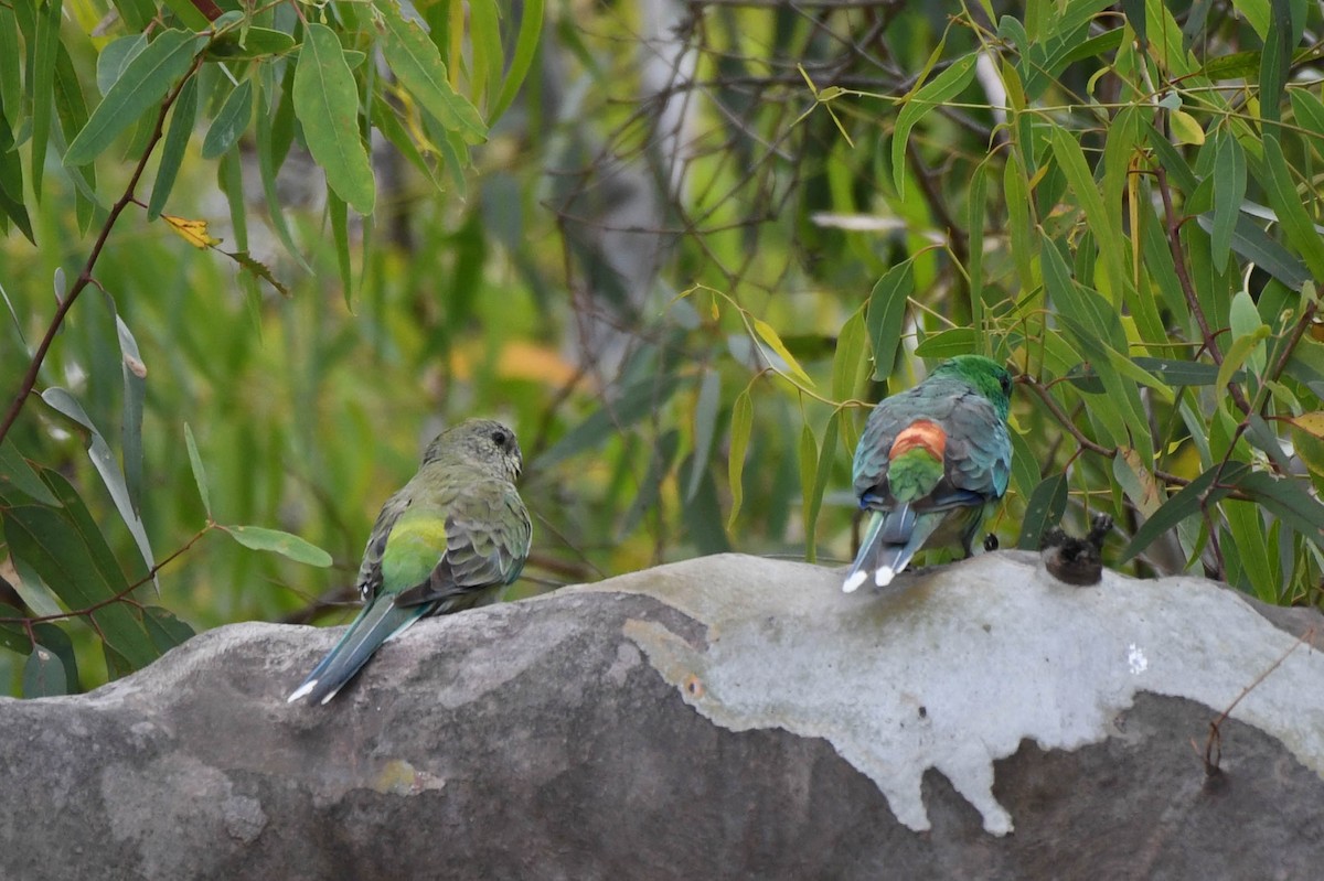 Red-rumped Parrot - ML134556021