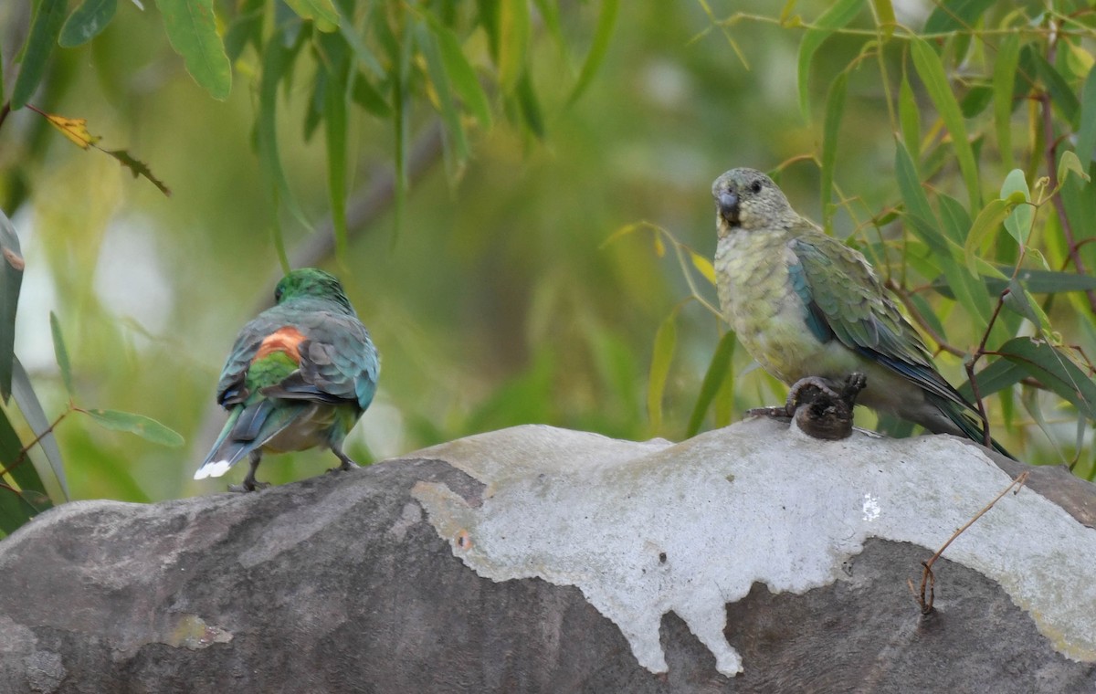 Red-rumped Parrot - Roy Burgess